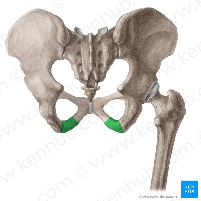 Ramus of ischium (Ramus ossis ischii); Image: Liene Znotina