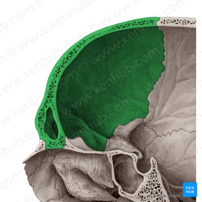 Hueso frontal (Os frontale); Imagen: Yousun Koh