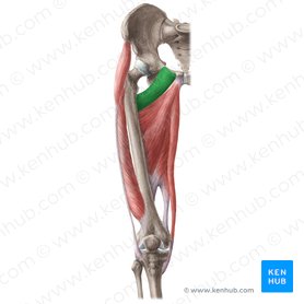 Musculo Pectineo Origem Insercao Inervacao Kenhub