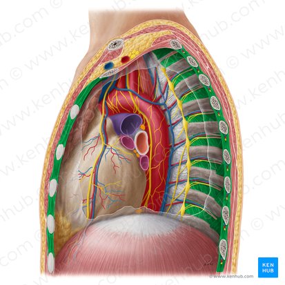 Músculos intercostais (Musculi intercostales); Imagem: Yousun Koh