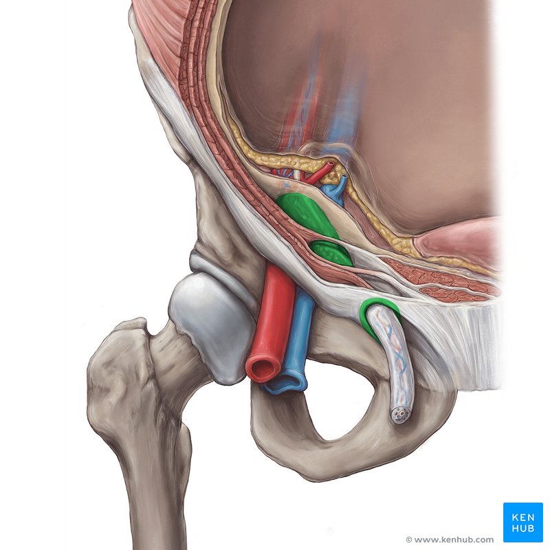Inguinal canal - anterior view