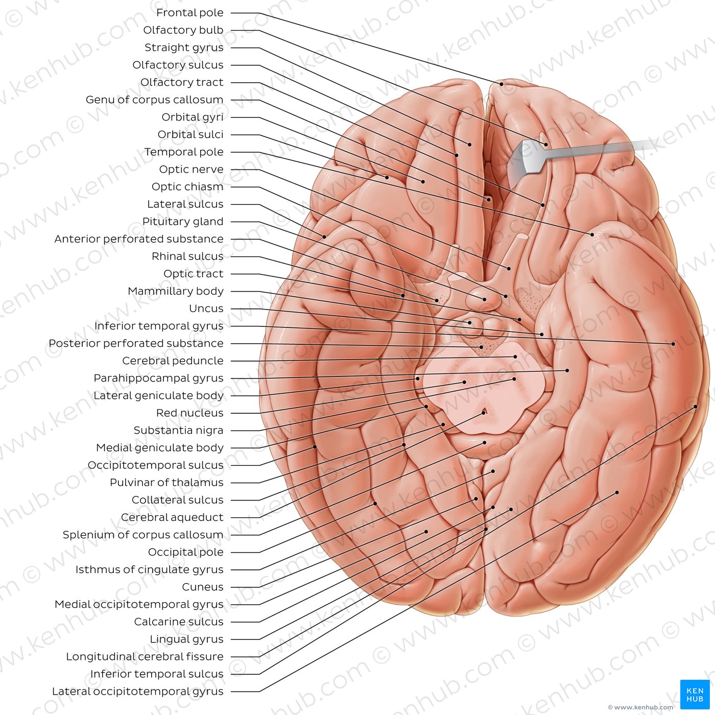 Basal view of the brain