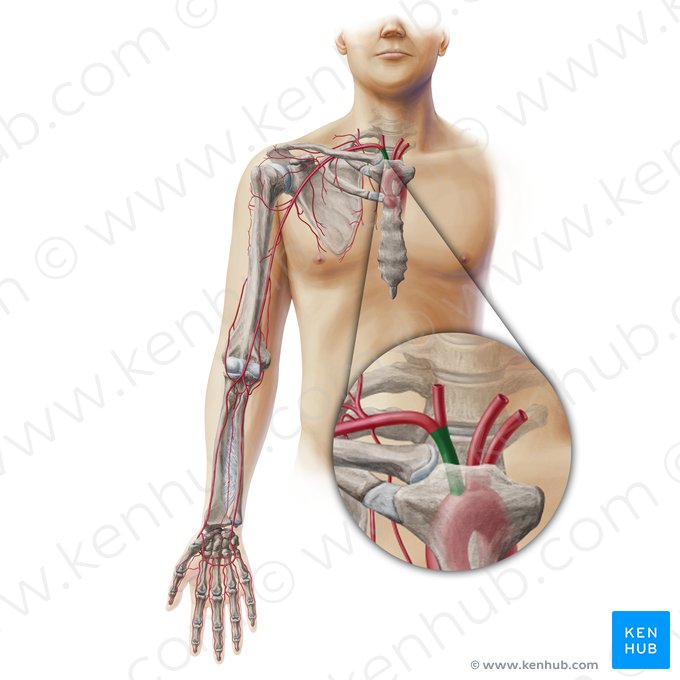 Truncus brachiocephalicus (Arm-Kopf-Gefäßstamm); Bild: Paul Kim