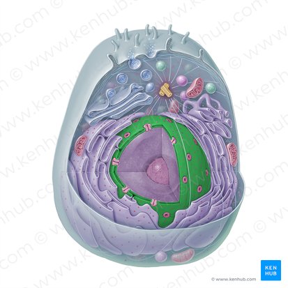 Envoltura nuclear (Tegmentum nucleare); Imagen: Paul Kim