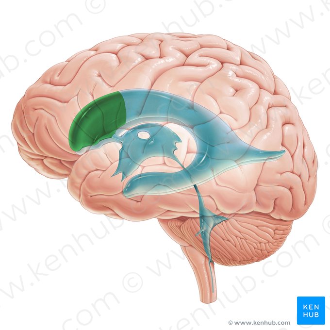 Corno anterior do ventrículo lateral (Cornu frontale ventriculi lateralis); Imagem: Paul Kim