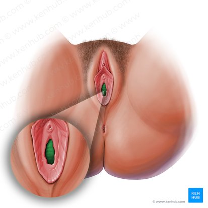 Orificio vaginal (Ostium vaginae); Imagen: Paul Kim