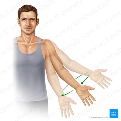 Circunducción del miembro superior (Circumductio brachii); Imagen: Paul Kim