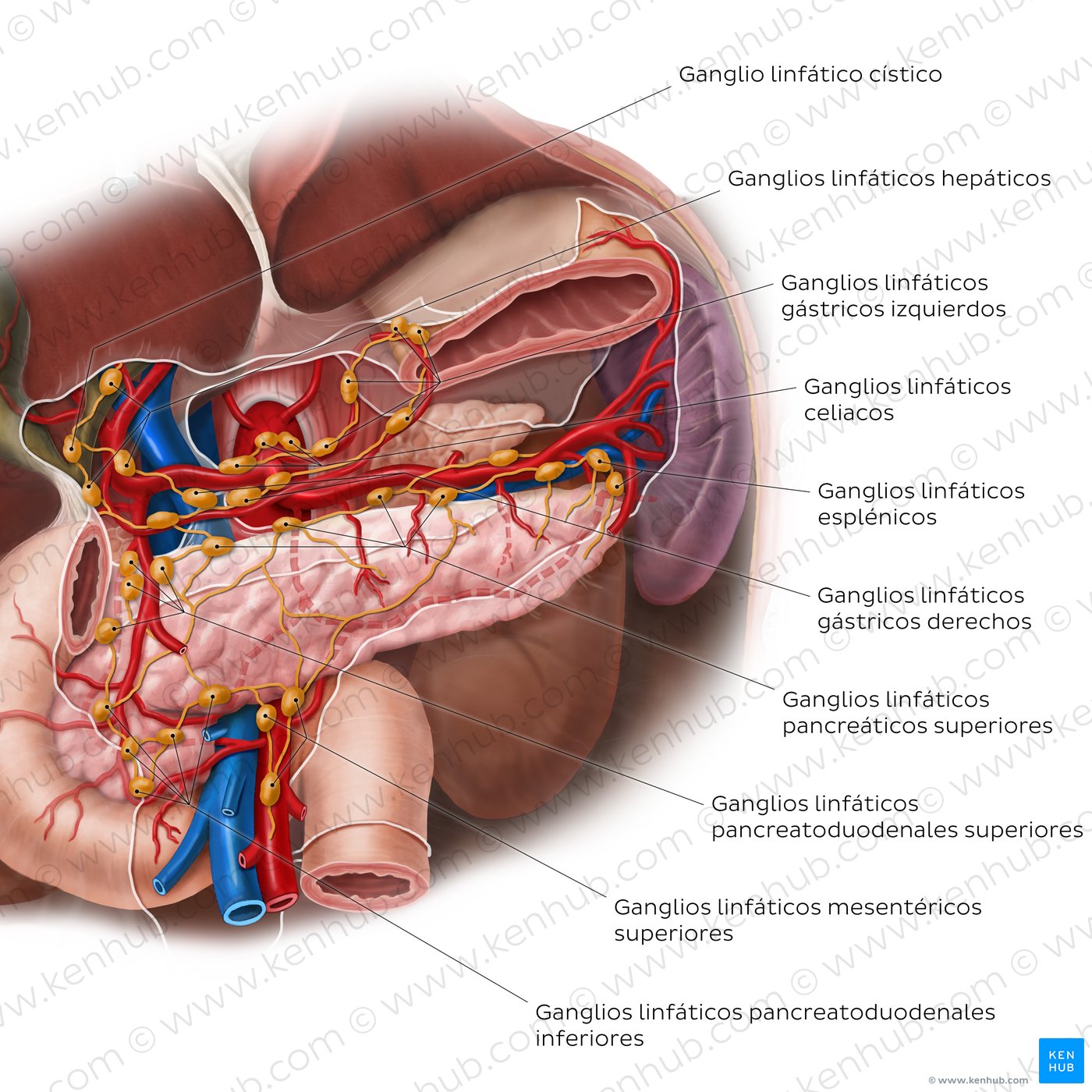 Estructuras linfáticas del páncreas, duodeno y bazo