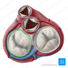 Fibrous ring of left atrioventricular valve (Anulus fibrosus valvae atrioventricularis sinistrae); Image: Yousun Koh