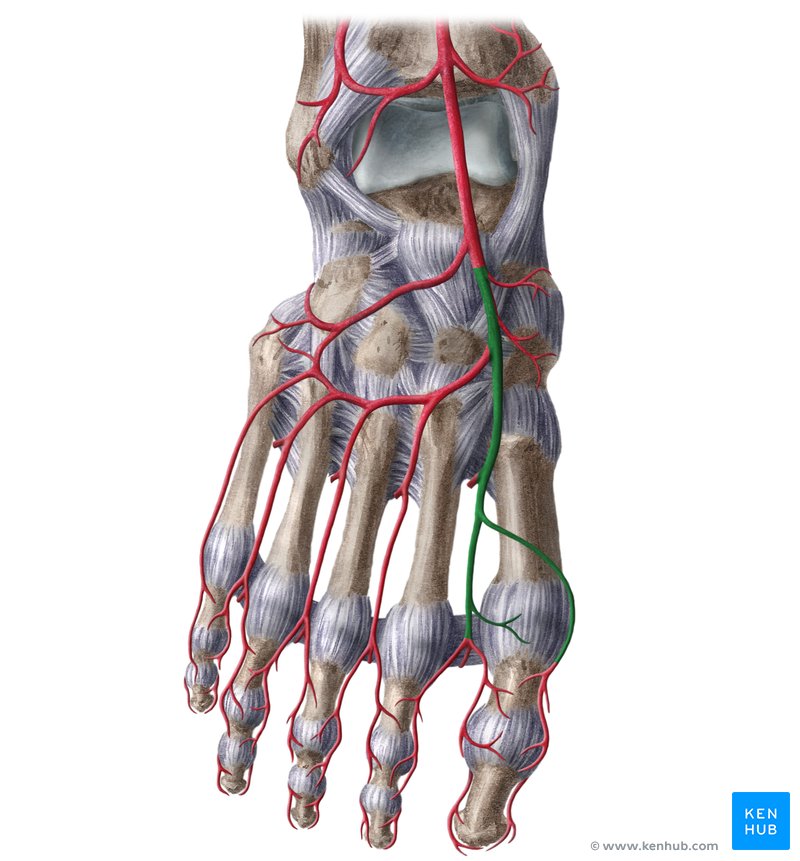 Dorsalis pedis artery  (Arteria dorsalis pedis)