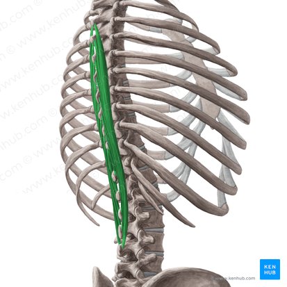 Musculus spinalis thoracis (Dornmuskel der Brust); Bild: Yousun Koh