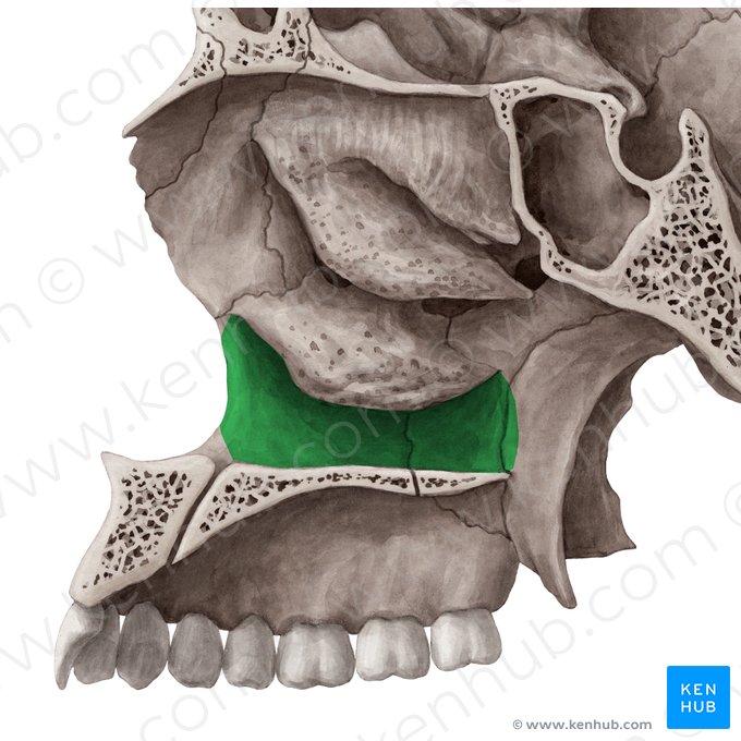 Meato nasal inferior (Meatus nasalis inferior); Imagem: Yousun Koh