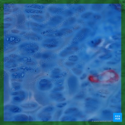 Cartilago hyalina (Hyaliner Knorpel); Bild: 