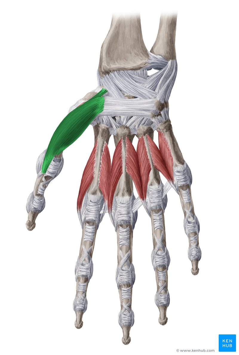 Musculus abductor pollicis Longus