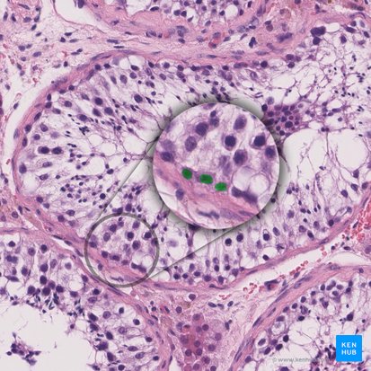 Spermatogonia (Spermatogonie); Bild: 