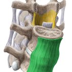 Joints and ligaments of the vertebral column