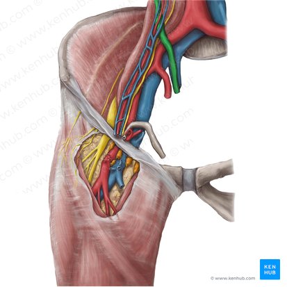 Ureter (Harnleiter); Bild: Hannah Ely