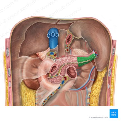 Cola del páncreas (Cauda pancreatis); Imagen: Irina Münstermann