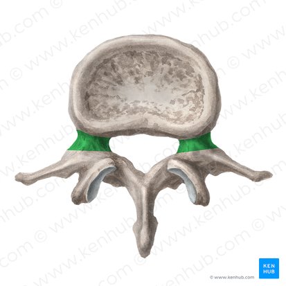 Pedículo do arco vertebral (Pediculus arcus vertebrae); Imagem: Liene Znotina