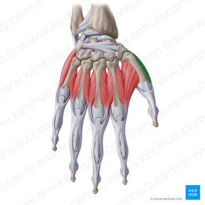 Abductor pollicis brevis muscle (Musculus abductor pollicis brevis); Image: Paul Kim