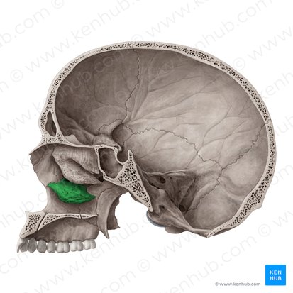 Cornete nasal inferior (Concha nasalis inferior); Imagen: Yousun Koh