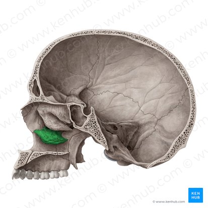 Concha nasal inferior (Concha nasalis inferior); Imagem: Yousun Koh