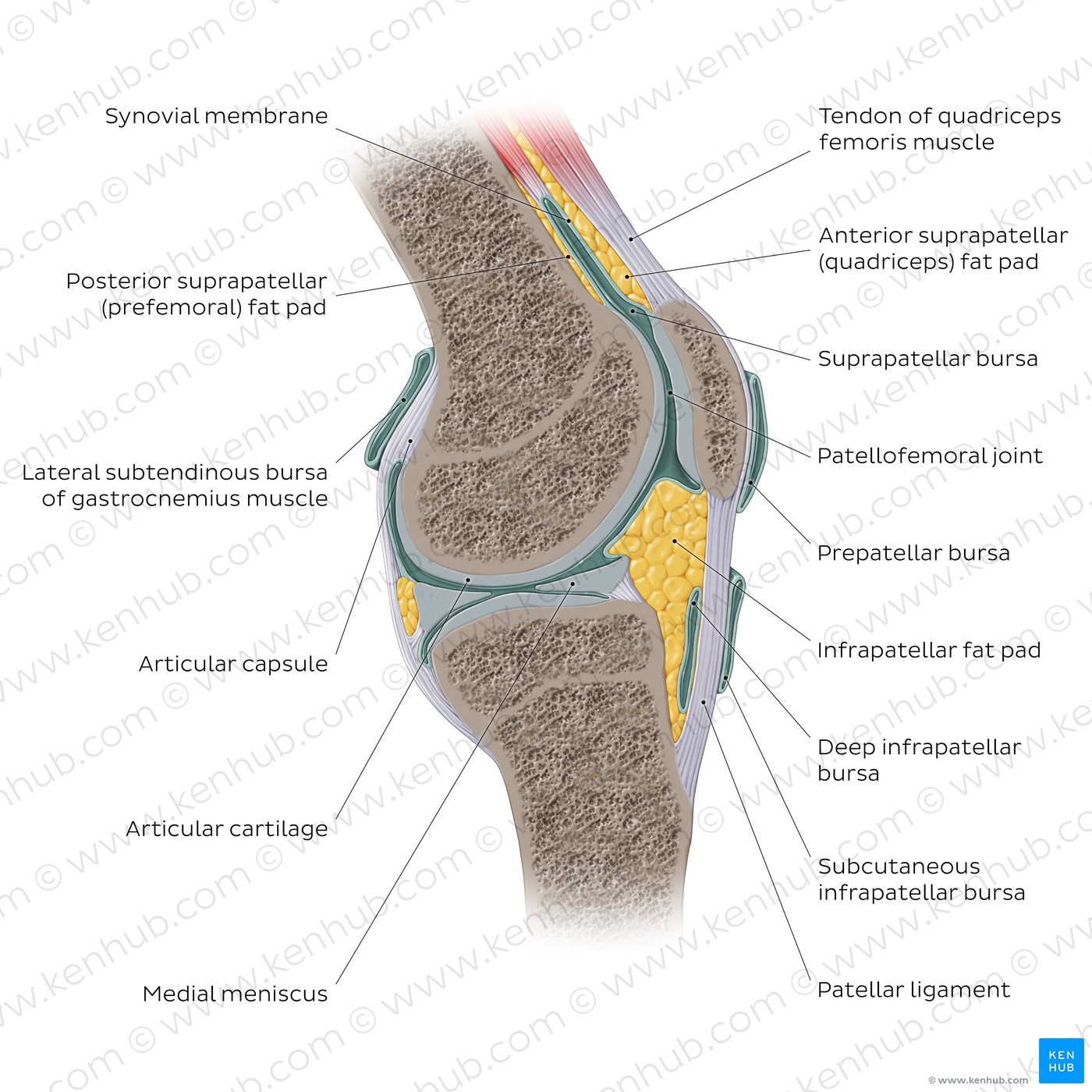 Anatomy of the knee joint (diagram, sagittal view)