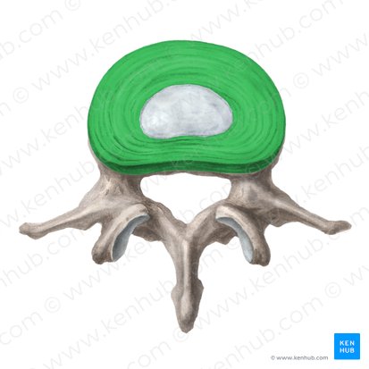 Anillo fibroso del disco intervertebral (Anulus fibrosus disci intervertebralis); Imagen: Liene Znotina