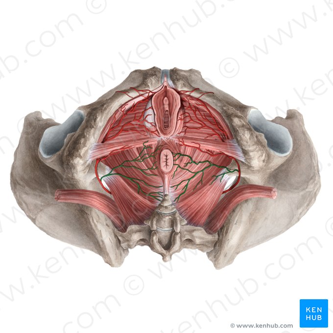 Inferior anorectal artery (Arteria anorectalis inferior); Image: Rebecca Betts