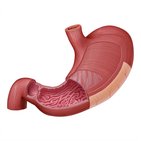 Structure of the stomach