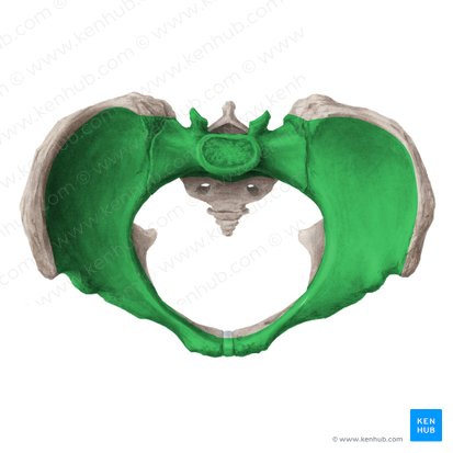 Pelvis mayor (Pelvis major); Imagen: Liene Znotina