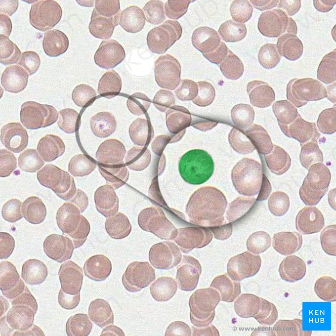 Reticulocyte (Reticulocytus); Image: 