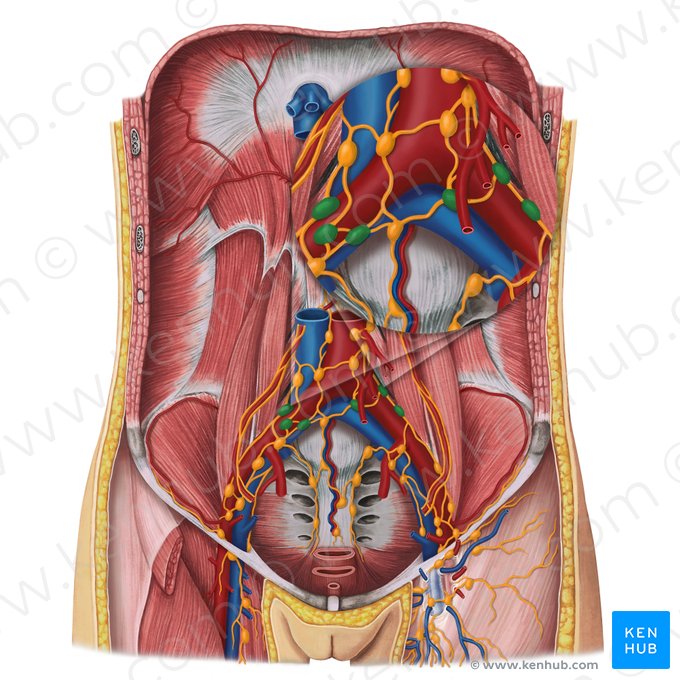 Common iliac lymph nodes (Nodi lymphoidei iliaci communes); Image: Irina Münstermann