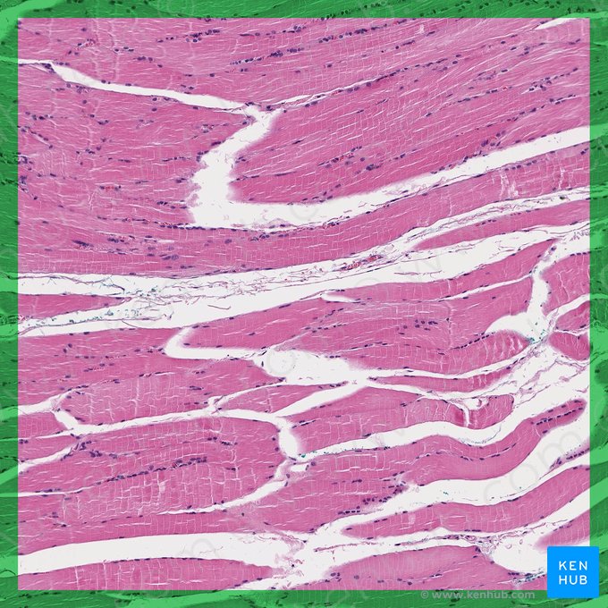 Textus muscularis skeletalis (Skelettmuskel); Bild: 