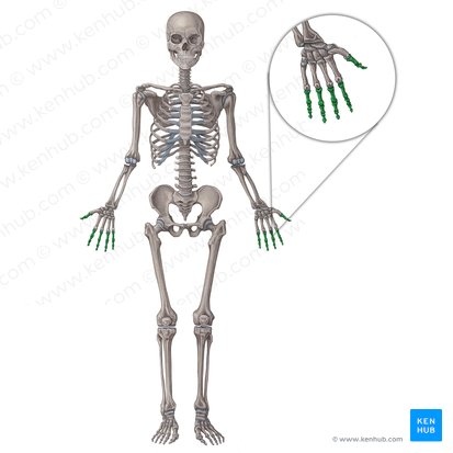 Phalanges of hand (Phalanges manus); Image: Irina Münstermann