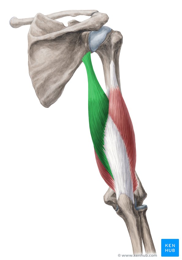M biceps brachii Caput longum