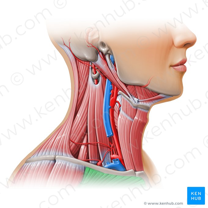 Pectoralis major muscle (Musculus pectoralis major); Image: Paul Kim