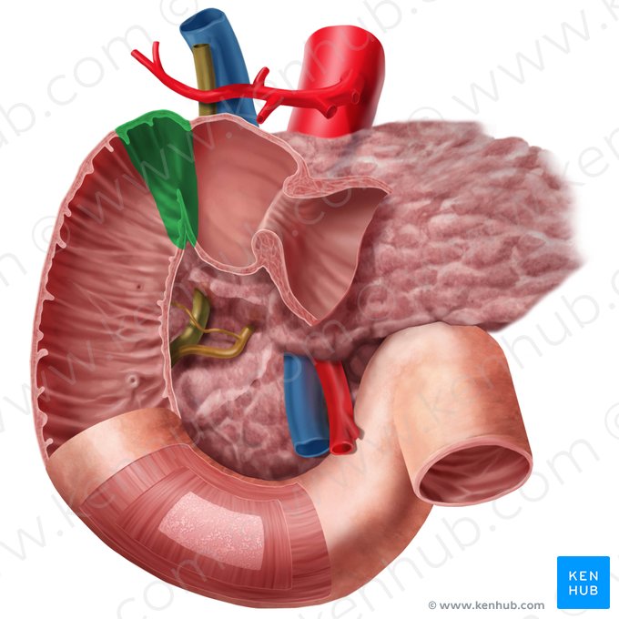 Flexura duodenal superior (Flexura superior duodeni); Imagem: Begoña Rodriguez