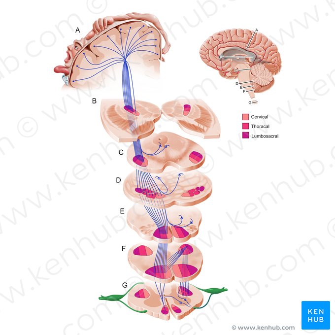 Nervo espinal (Nervus spinalis); Imagem: Paul Kim