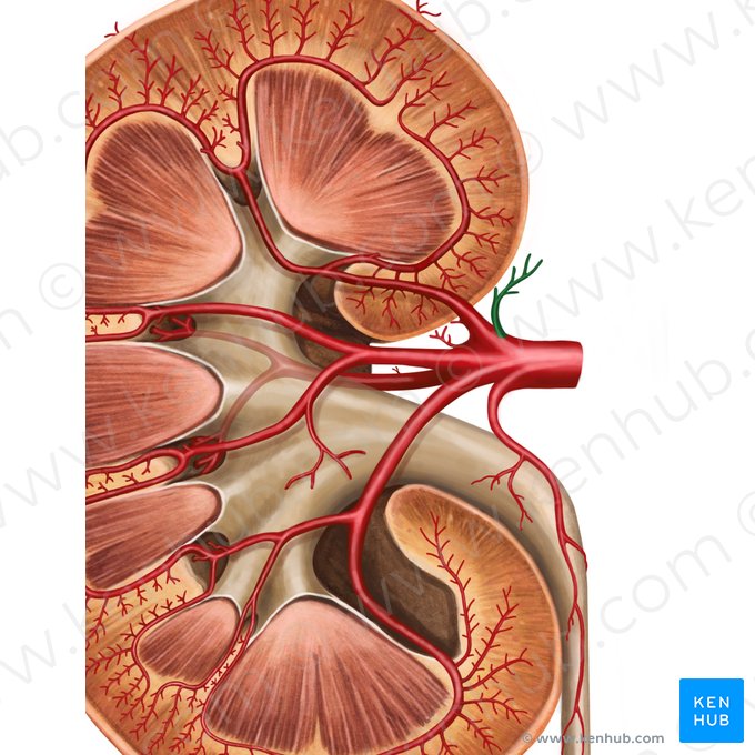 Arteria suprarenalis inferior (Untere Nebennierenarterie); Bild: Irina Münstermann