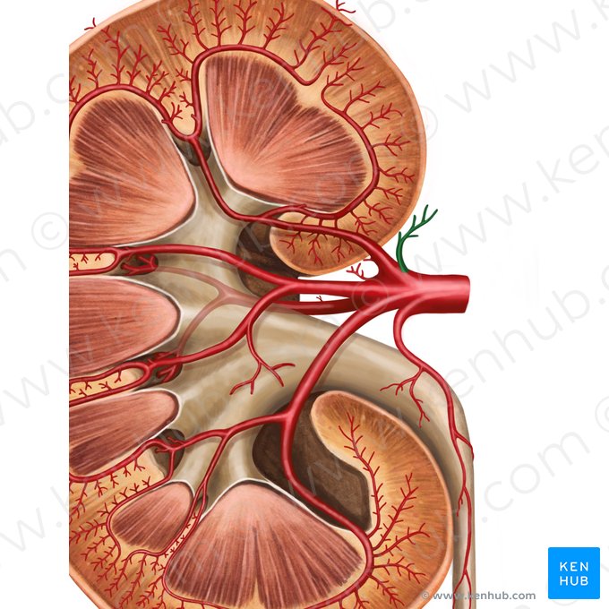 Arteria suprarrenal inferior (Arteria suprarenalis inferior); Imagen: Irina Münstermann