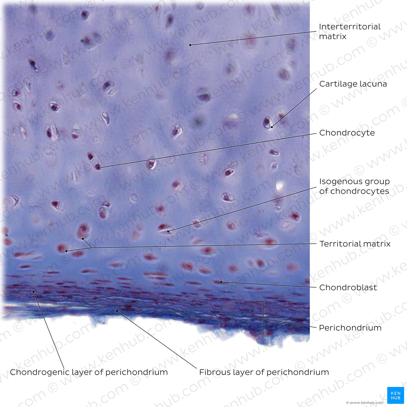 Hyaline cartilage