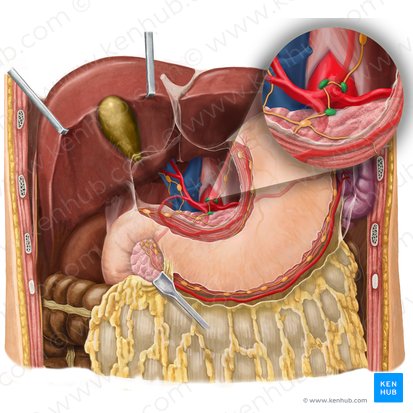 Celiac lymph nodes (Nodi lymphoidei coeliaci); Image: Begoña Rodriguez