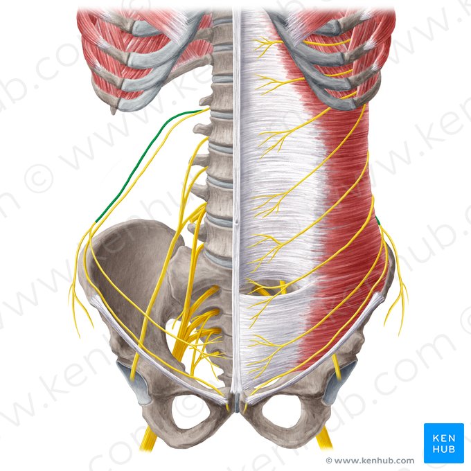 Iliohypogastric nerve (Nervus iliohypogastricus); Image: Yousun Koh