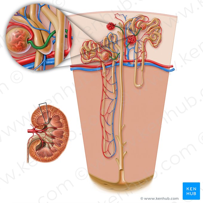 Afferent glomerular arteriole of renal corpuscle (Arteriola glomerularis afferens corpusculi renalis); Image: Paul Kim