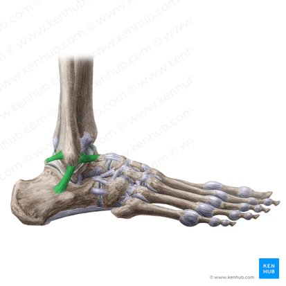 Ligamento colateral lateral da articulação do tornozelo (Ligamentum collaterale laterale tali); Imagem: Liene Znotina