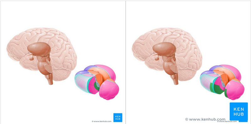 Ventral posterior medial and lateral nuclei (green) - lateral view