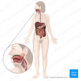 Digestive system: Anatomy, organs, functions | Kenhub