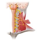 Nervo acessório - NC XI