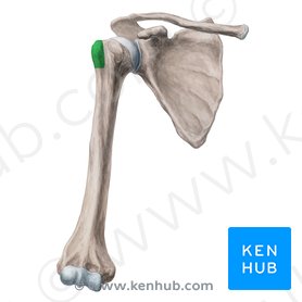 Humerus: Anatomy and clinical notes | Kenhub